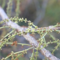 Lannea coromandelica (Houtt.) Merr